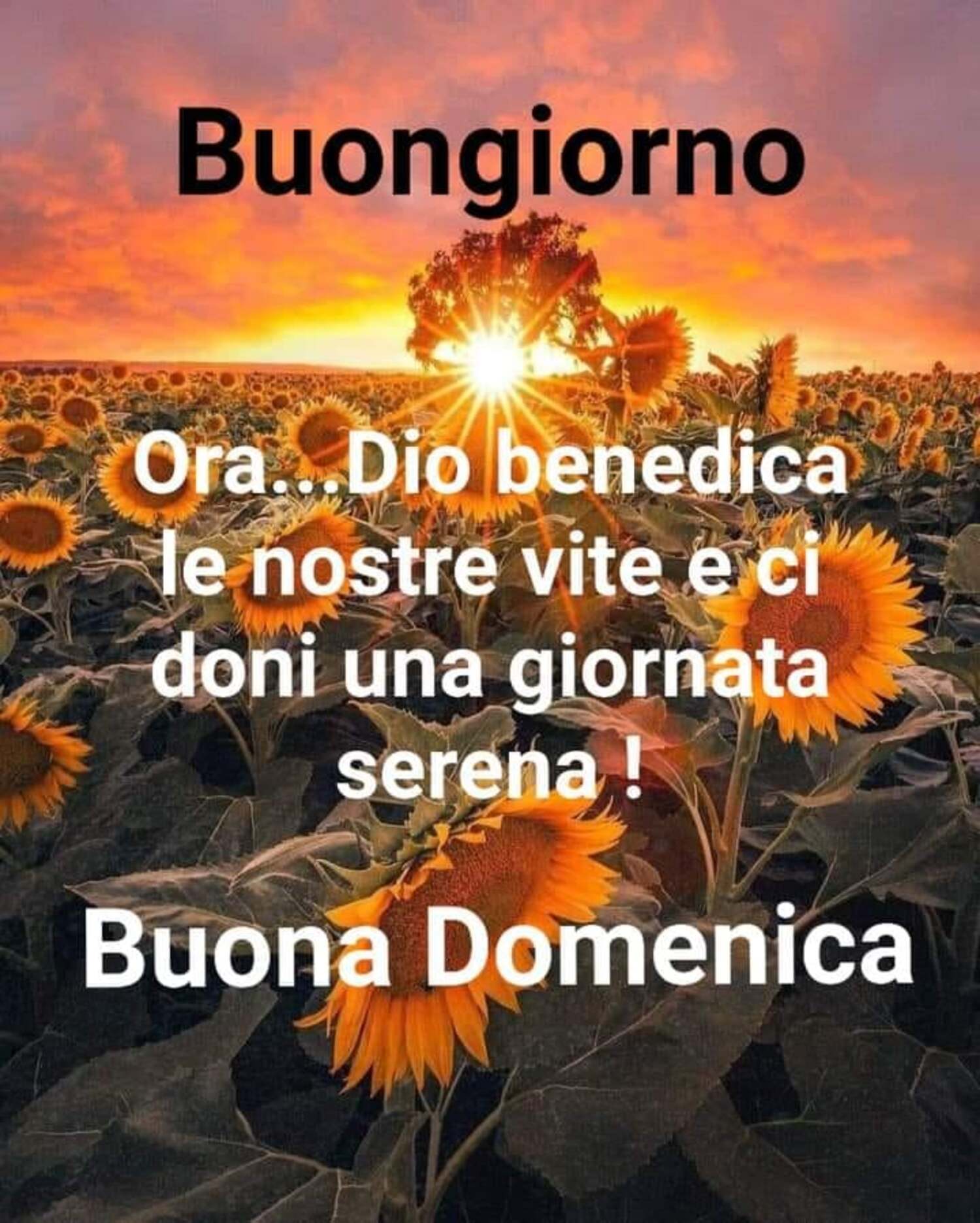 Immagini Buona Domenica Nel Signore La Buona Domenica del Signore - DioViBenedica.it